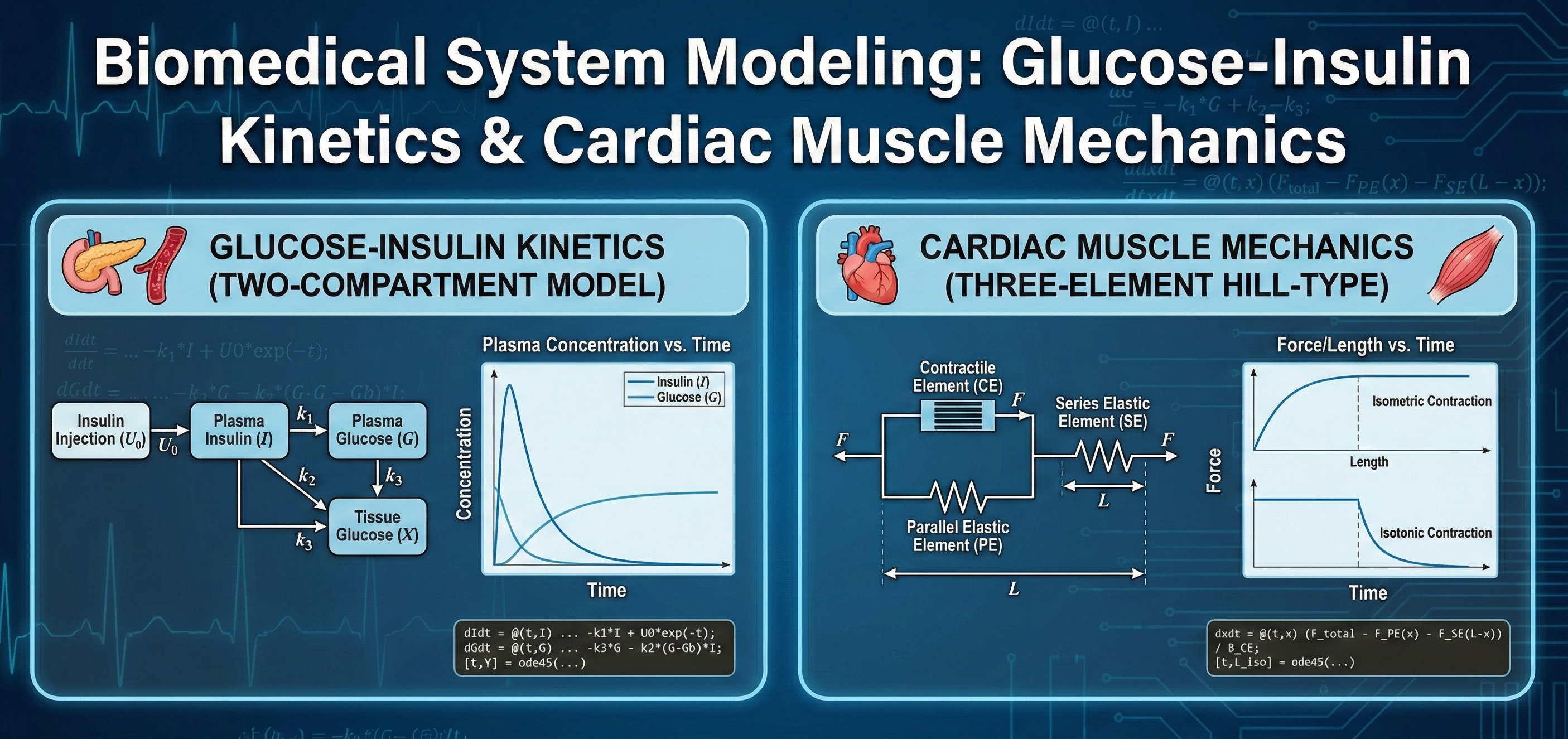 Biomedical System Modeling: Glucose-Insulin Kinetics & Cardiac Muscle Mechanics - Homework Answer and Solution